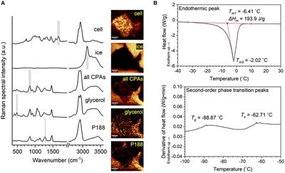 Cryopreservation of Human iPS Cell Aggregates in a DMSO-Free Solution—An Optimization and Comparative Study